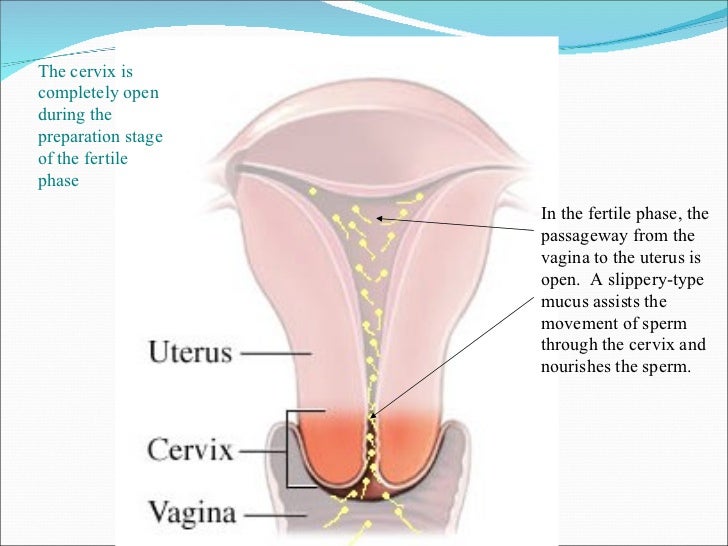 vaginal sperm cervical sperm uterine sperm Vaginal sperm cervical sperm uterine sperm